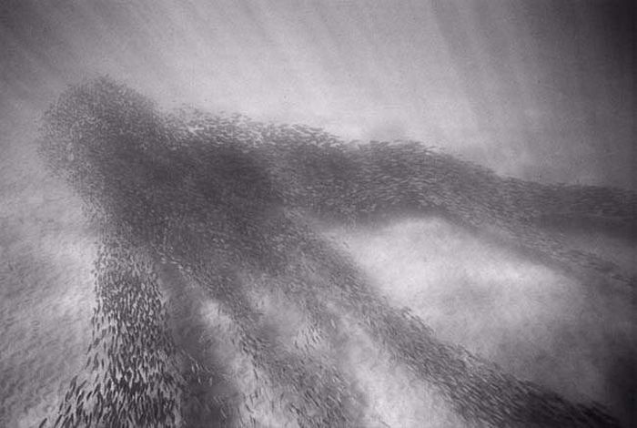 Black and White Underwater Photos (72 pics)