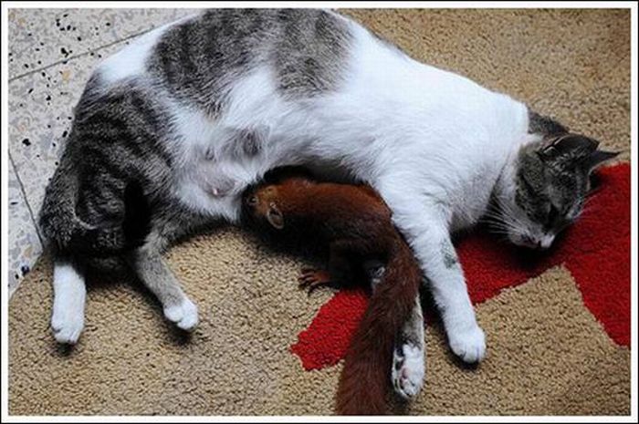 Cats Play With a Squirrel (10 pics)