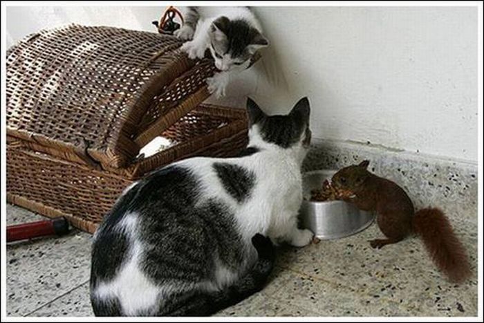 Cats Play With a Squirrel (10 pics)