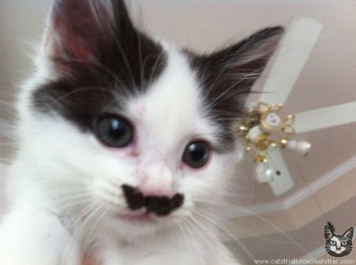Cats That Look Like Hitler (39 pics)