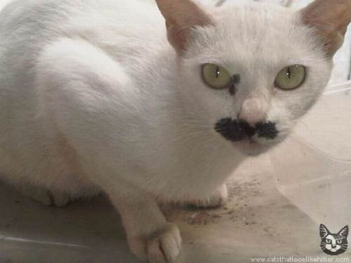 Cats That Look Like Hitler (39 pics)