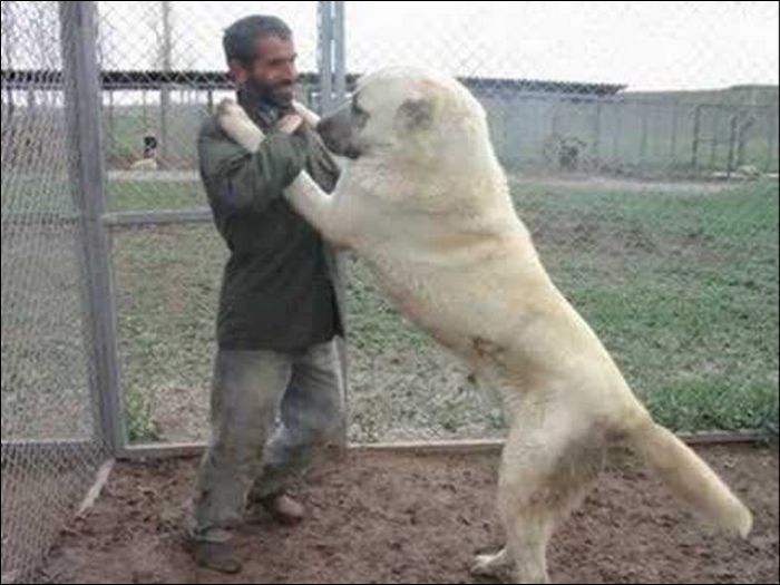 Giant Dogs (19 pics)