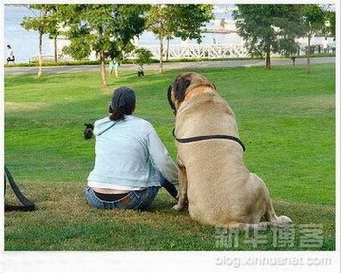 Giant Dogs (19 pics)