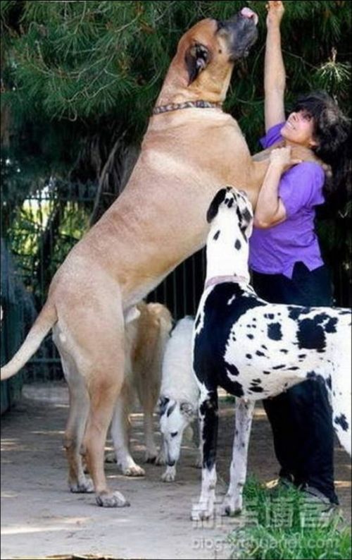 Giant Dogs (19 pics)