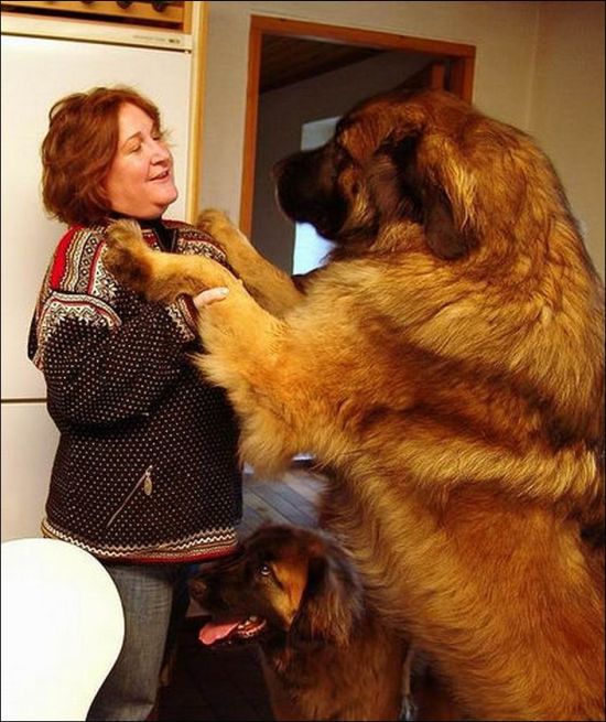 Giant Dogs (19 pics)