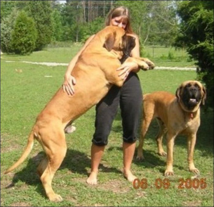 Giant Dogs (19 pics)