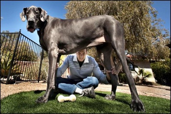 Giant Dogs (19 pics)