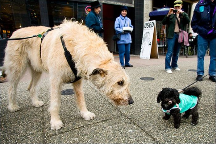 Giant Dogs (19 pics)