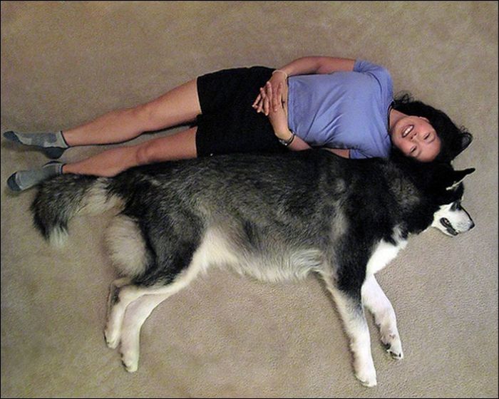 Giant Dogs (19 pics)