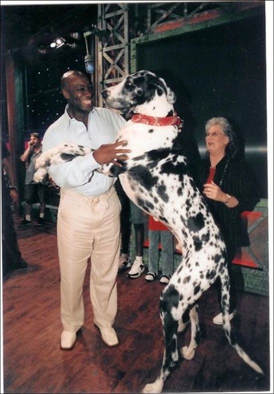 Giant Dogs (19 pics)