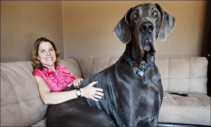 Giant Dogs (19 pics)