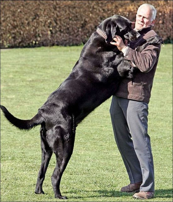 Giant Dogs (19 pics)