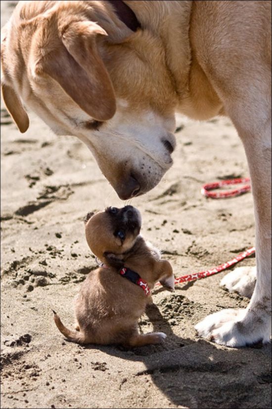 Giant Dogs (19 pics)
