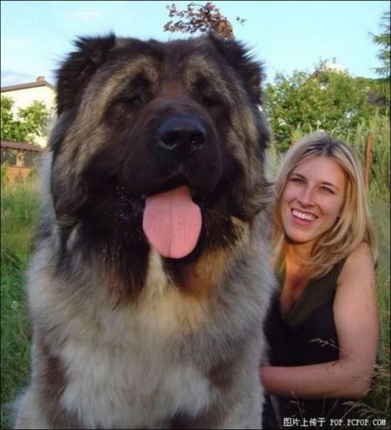 Giant Dogs (19 pics)