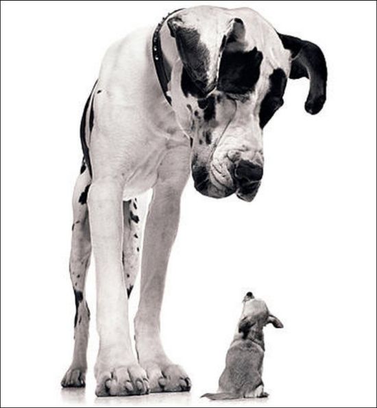 Giant Dogs (19 pics)