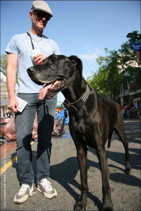 Giant Dogs (19 pics)