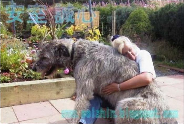 Giant Dogs (19 pics)