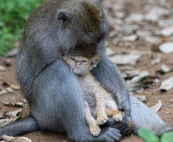 Macaque Monkey Adopts a Kitten in the Forests of Bali, Indonesia (6 pics)