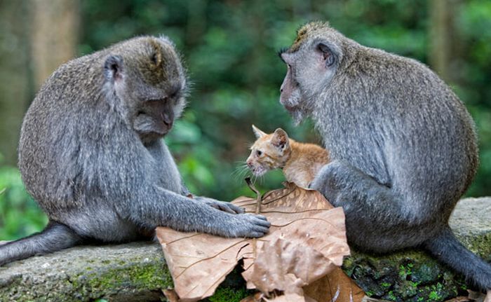 Macaque Monkey Adopts a Kitten in the Forests of Bali, Indonesia (6 pics)