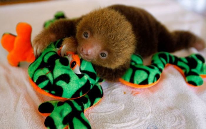 Baby Sloth (7 pics)