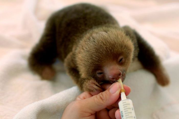 Baby Sloth (7 pics)