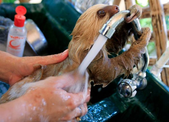 Baby Sloth (7 pics)