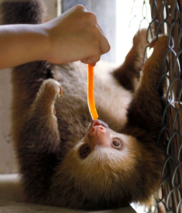 Baby Sloth (7 pics)
