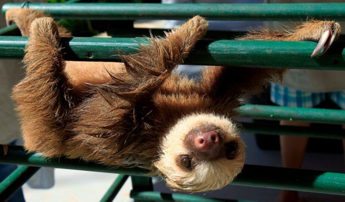 Baby Sloth (7 pics)