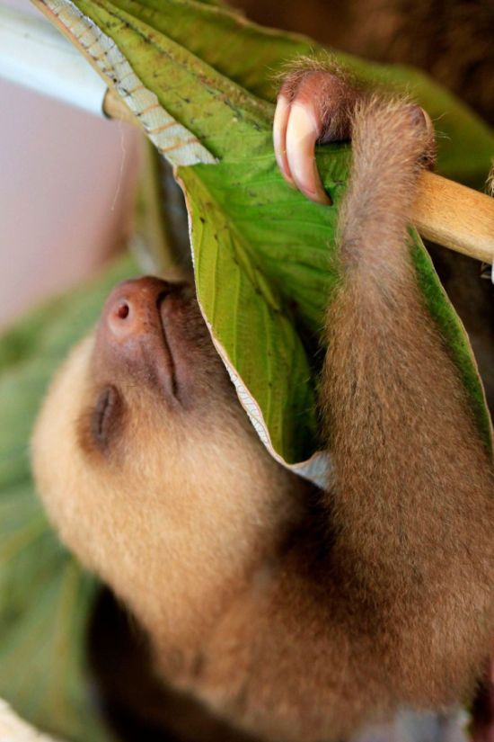 Baby Sloth (7 pics)