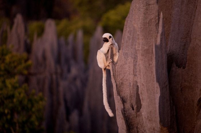 The Stone Forest of Madagascar (19 pics)