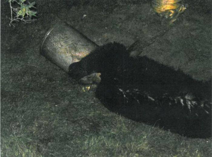 Bear Stuck in a Milk Barrel (10 pics)