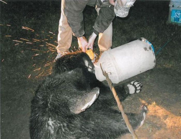 Bear Stuck in a Milk Barrel (10 pics)