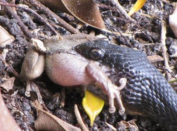 Toad Escapes a Snake (29 pics)