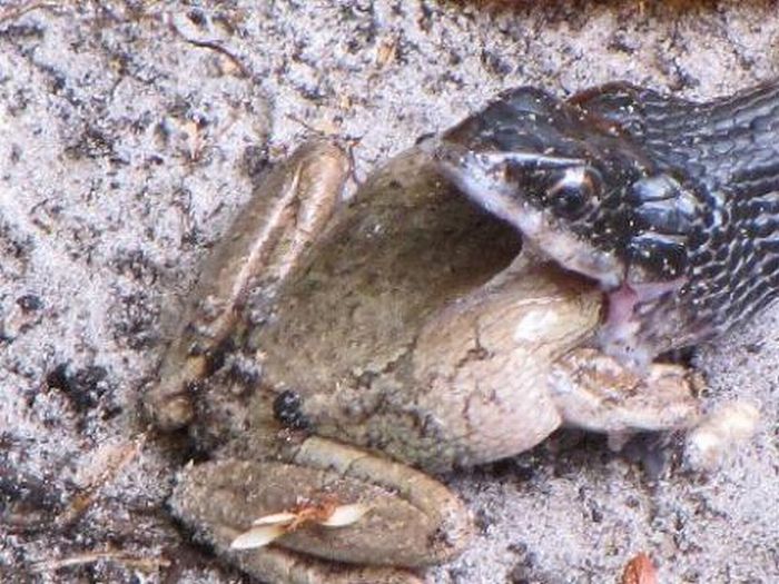 Toad Escapes a Snake (29 pics)