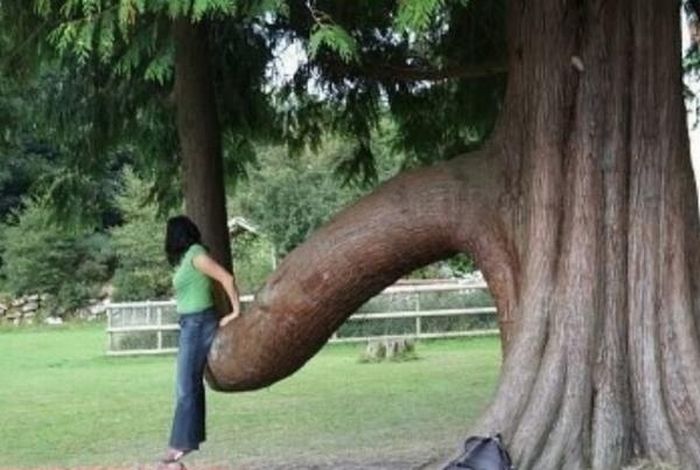 Tree Porn (12 pics)