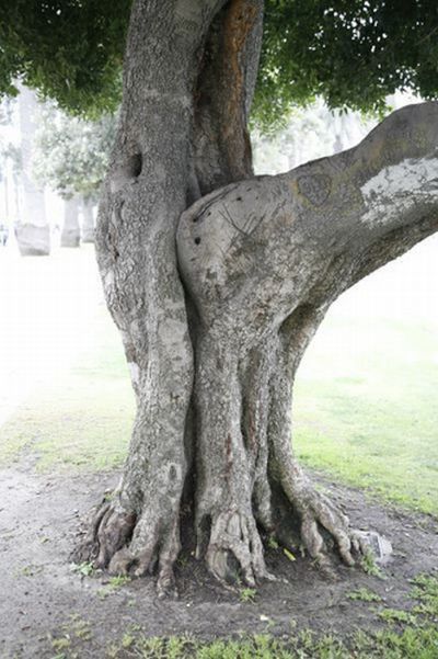 Tree Porn 12 Pics