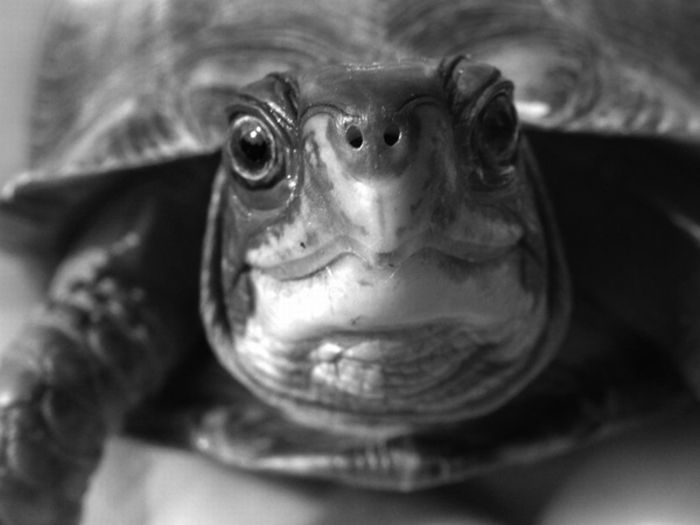 Emotion Faces by Turtles (10 pics)