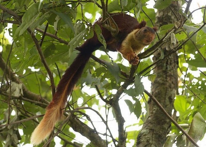 Indian Giant Squirrel (9 pics)