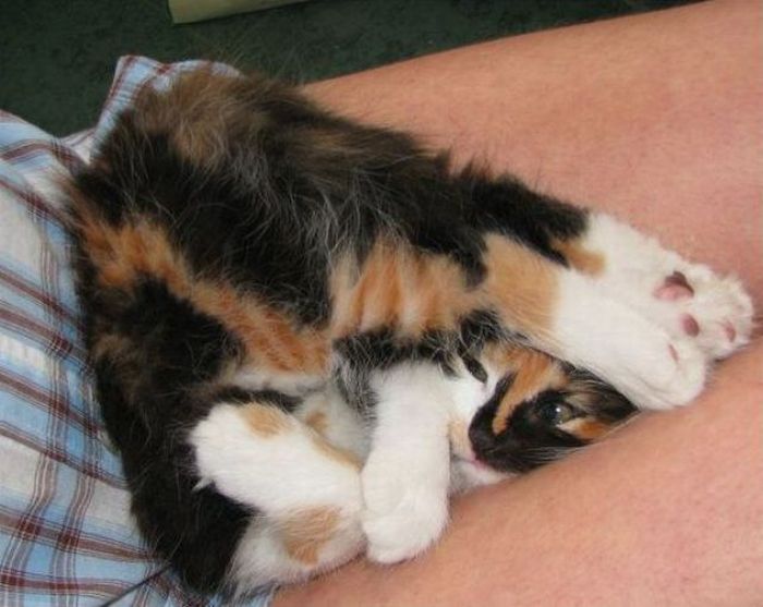 Acid Picdump (134 pics)