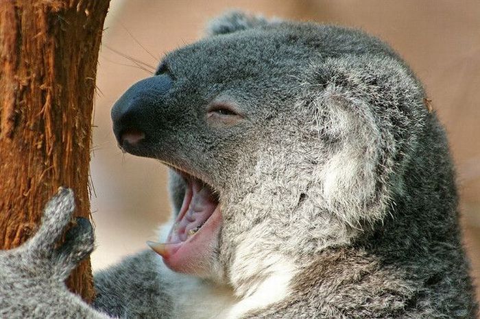 Acid Picdump (134 pics)