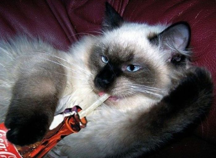 Acid Picdump (134 pics)