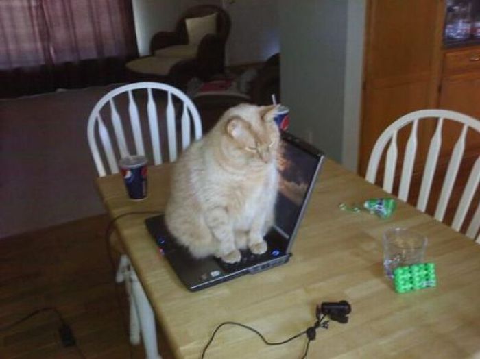 Acid Picdump (134 pics)