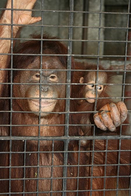 Rooftop Zoo in Bangkok (31 pics)