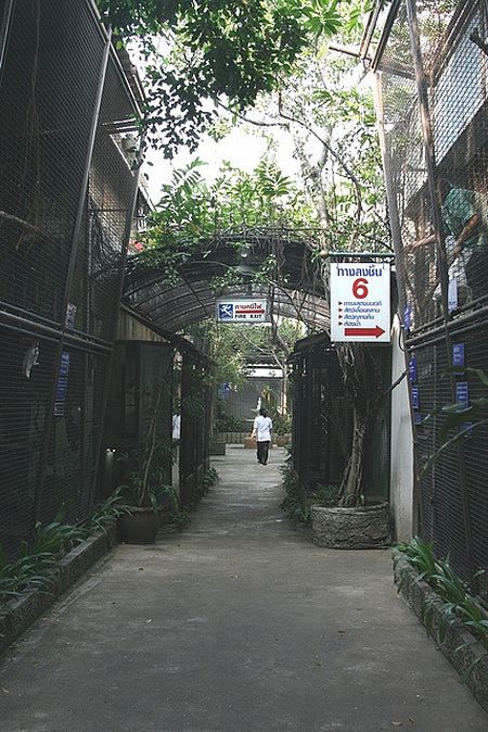 Rooftop Zoo in Bangkok (31 pics)