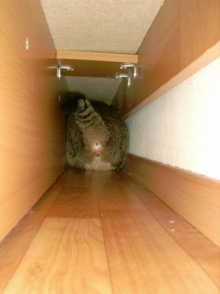 Acid Picdump (138 pics)