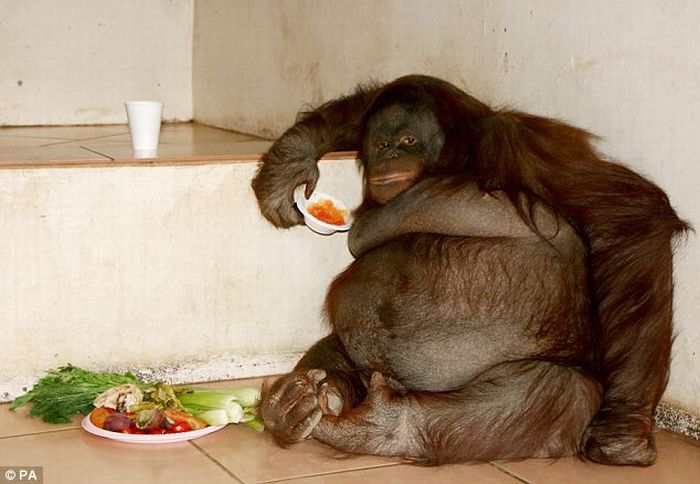 Acid Picdump (138 pics)