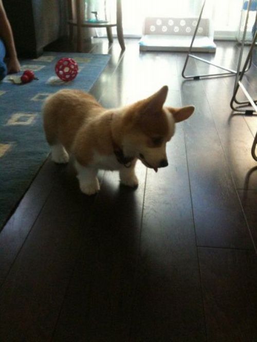 Acid Picdump (138 pics)