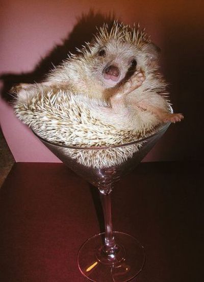 Acid Picdump (138 pics)