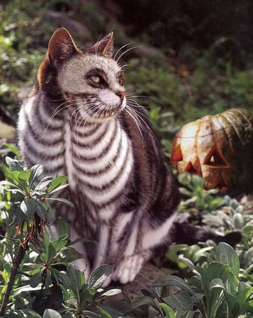 Acid Picdump (138 pics)