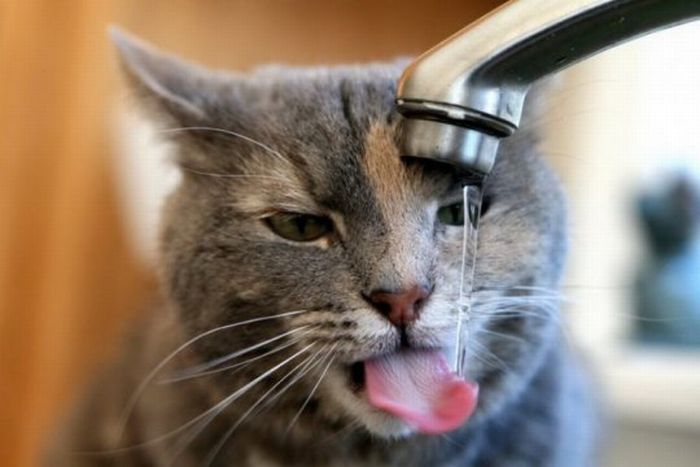 Acid Picdump (138 pics)